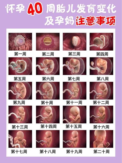 孕期腹中胎儿变化全过程及注意事项