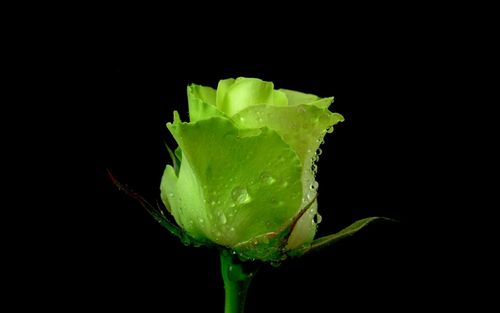 绿色玫瑰,露水,黑色背景 壁纸