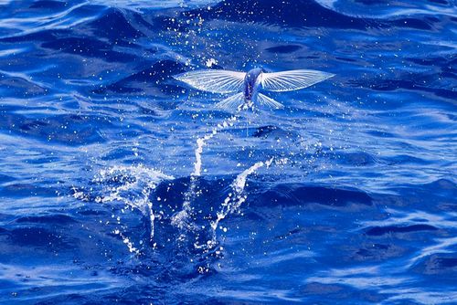 在现有的记录中,飞鱼最长的滞空时间是45秒, 不过一般情况下,飞鱼的