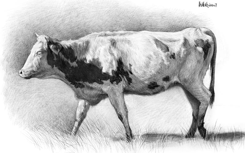 procreate板绘过程ipadpro画只牛动物长期素描教程