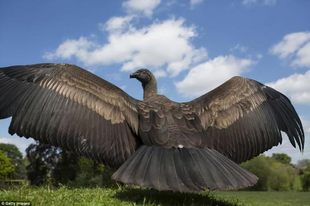 世界上最大的老鹰安第斯兀鹰