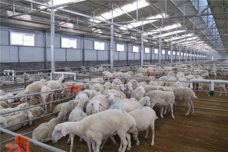 拜泉湖羊市场价格湖羊价格行情-大顺养殖场