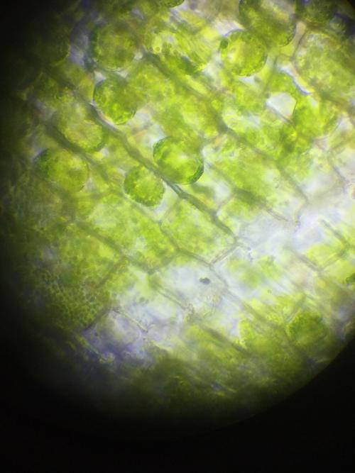 原生质层与细胞壁分离,原生质层中的细胞质含有绿色叶绿体,故可见