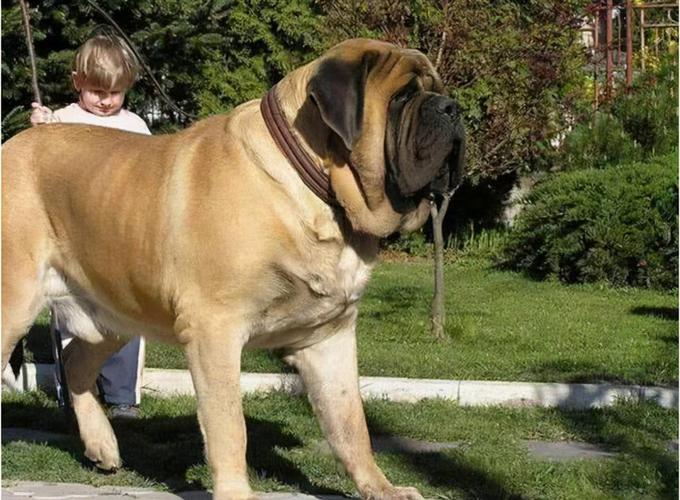 世界上最大的10种狗狗,有长得跟熊一样壮的,有比马还高的