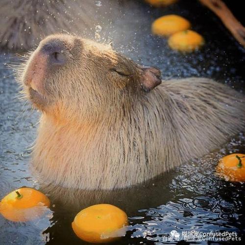 有日本网友很幸运拍到了水豚头顶着橘子橘子的画面,实在太可爱了,治愈
