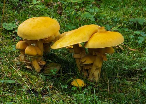 蘑菇,森林,有毒,潮湿,青苔,秋天,黄色