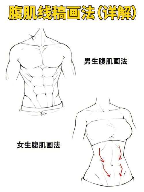 男女腹肌的画法讲解