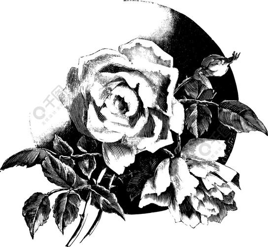 玫瑰手绘线稿复古