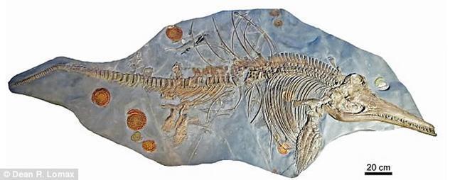 汉诺威博物馆一种远古海洋爬行动物化石 有点像尼斯湖水怪
