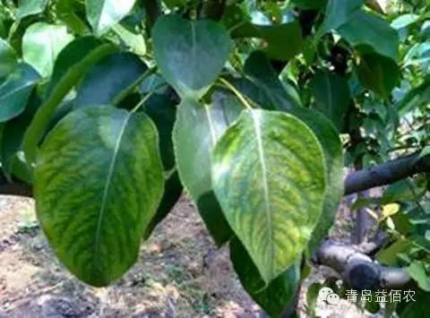 苹果缺镁柑橘缺镁6,植物缺硫症状:缺硫时蛋白质合成受阻导致失绿症,其