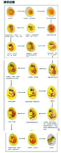 小鸡胚胎成长模型玩具鸡蛋孵化生殖发育过程教学仪器