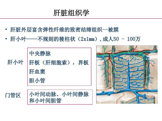 (肝病讲座)正常肝脏解剖和组织结构ppt