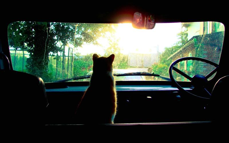猫在车上,看着窗外,阳光
