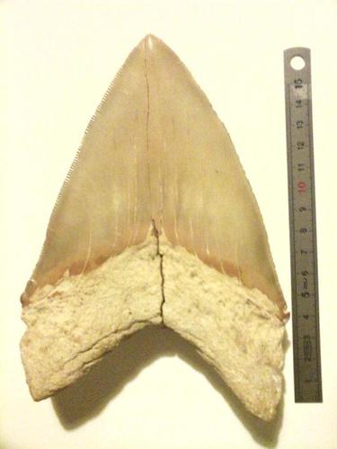 巨大的鲨鱼牙齿化石暴露了它们的这些秘密