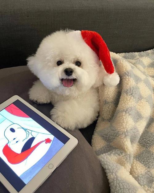 可爱小狗狗也要有圣诞节的仪式感呀,太可爱了