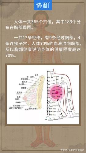 一共12条经络, 有9条经过胸部, 4条连接子宫, 人体70%的血液流向胸部