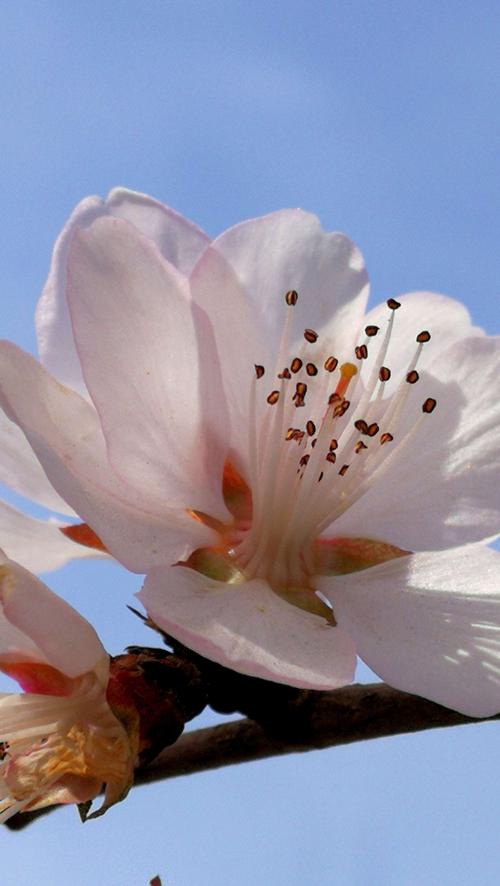 雨露滋润大地,美丽带给人间,大自然的馈赠一一春天的花