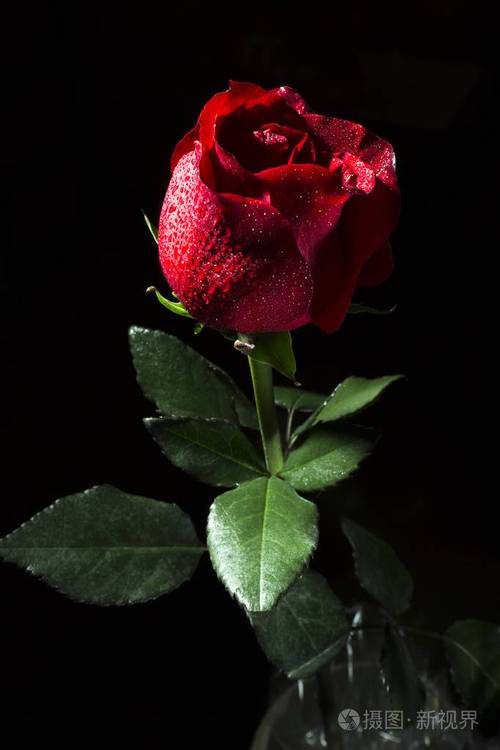 在黑色背景上的一朵红玫瑰之花