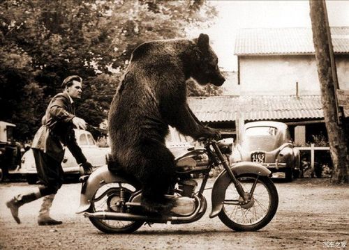 大狗熊骑摩托车