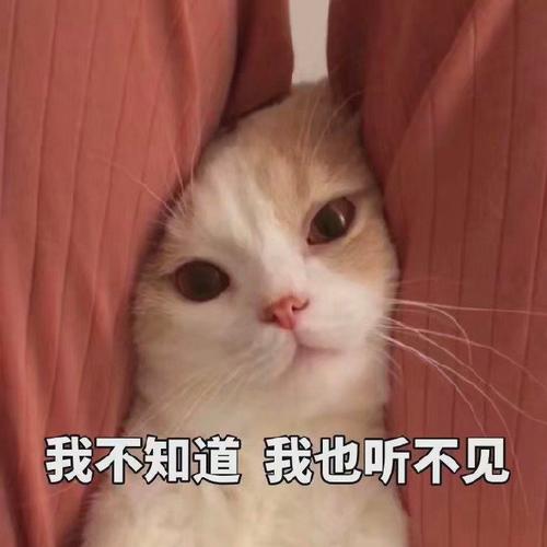 萌宠猫星人我不知道搞怪逗gif动图_动态图_表情包下载_soogif