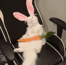 给白猫戴上兔耳朵,还在它肚子上放了一根胡萝卜,不仔细还以为是兔子