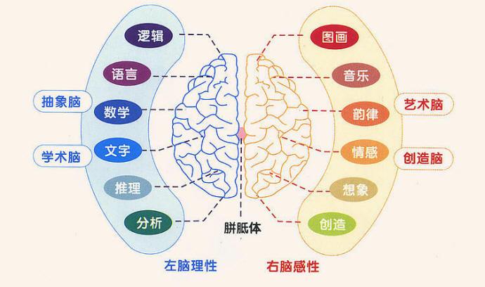 看下图左右大脑功能分区图:而其他的几种记忆都依赖大脑什么元的连接.