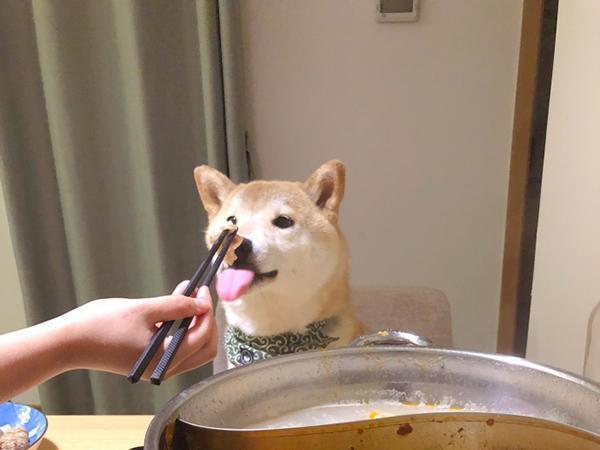 主人吃火锅时用清水给柴犬涮了片肉,隔着屏幕都能感觉到它很满足