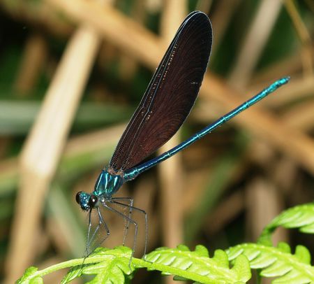 状,前后翅形状相似,翅脉中室四方形,翅翼生有翅柄,与蜻蜓同属蜻蛉目