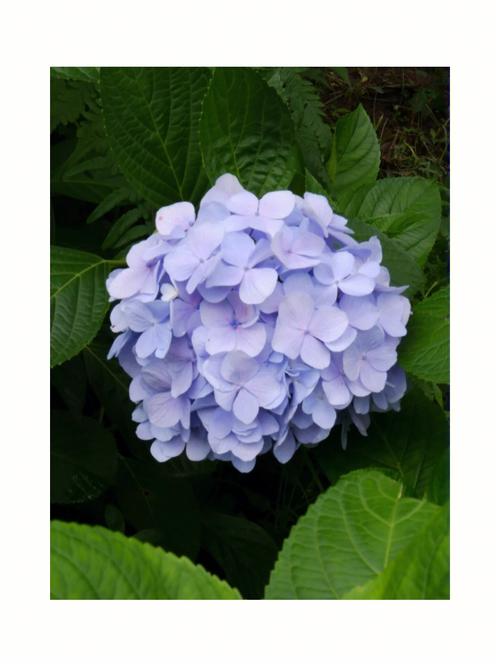 绣球花的花语 蓝色 紫色 粉色
