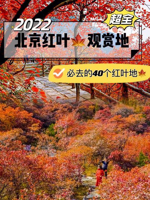北京红叶绝美观赏期即将到来,抓住秋天美景的尾巴,打卡红叶(枫叶)观赏