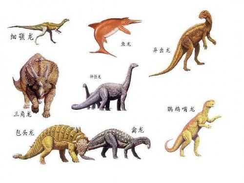 了解恐龙的种类,名称.