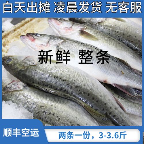 青岛本地大鲈鱼深海海捕鲜活海鲜水产新鲜冷冻海鱼两条装顺丰包邮