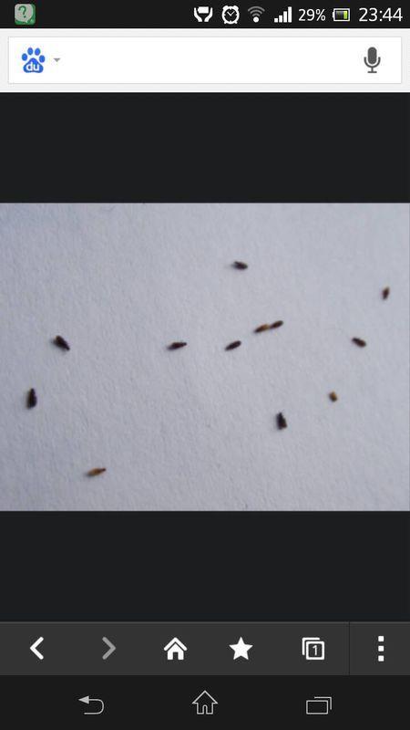 房间里突然多了很多小黑虫,不知道是死是活的地板上到处都是,那是什么