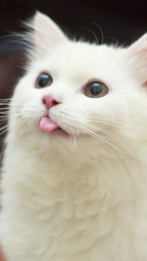 猫咪喵星人萌宠可爱动物壁纸吐舌头卖萌可爱炸了