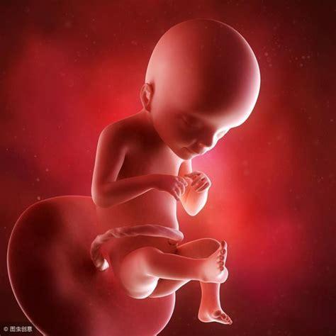 怀孕九周胎儿有多大