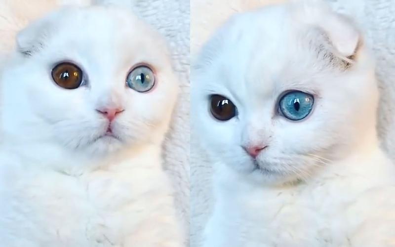 两只眼睛长得不一样的小猫咪,看起来有种魔幻的感觉呢_哔哩哔哩_bili