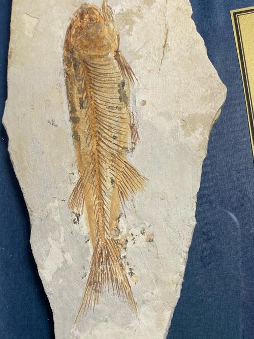 收藏级天然古生物鱼化石