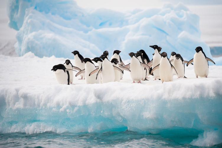 冰河上的一群企鹅图片素材下载(图片id:604661)_-陆地动物-图片素材