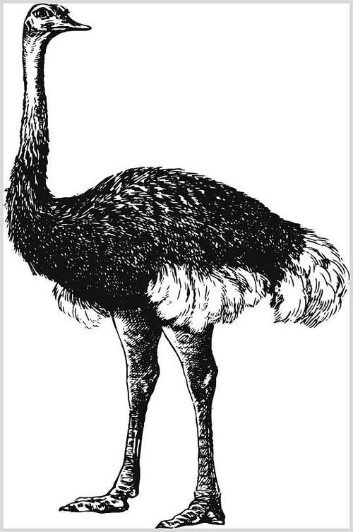 鸵鸟黑白简约动物素描手绘矢量素材