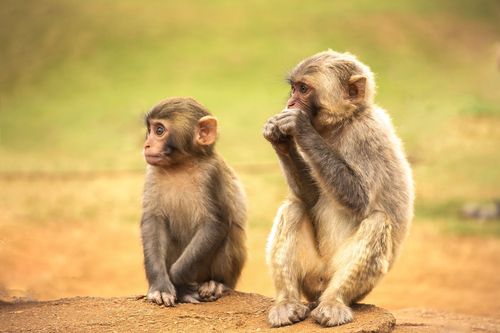 斜阳猴子教学
