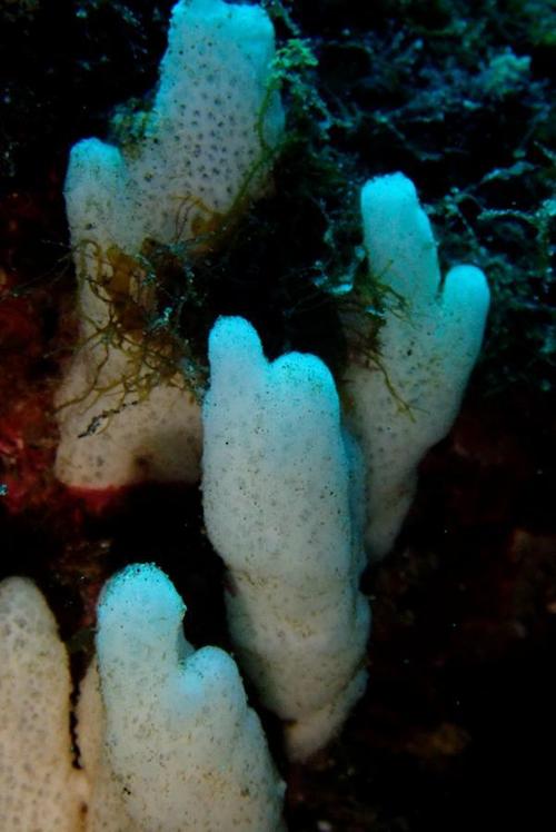 海底里的海绵,不会动,极长寿,但它们是动物