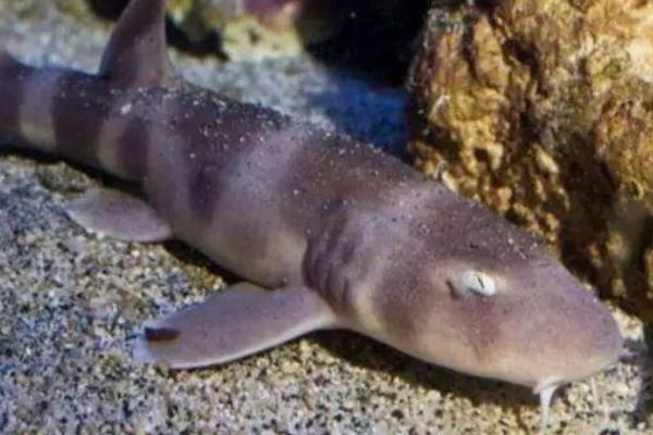 猫鲨因长有猫瞳般眼睛而得名缺水也能存活12小时