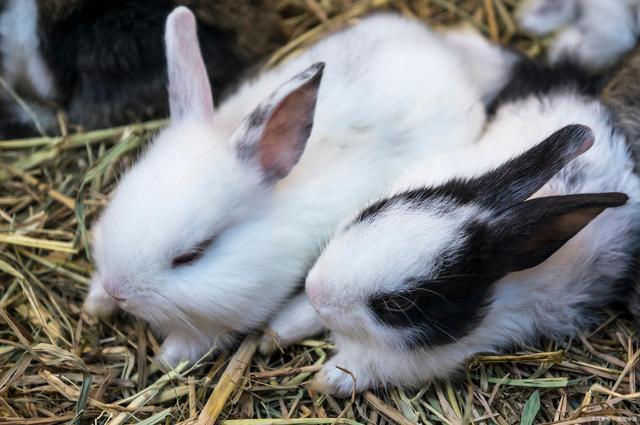 兔子几个月大就可以繁殖小兔子