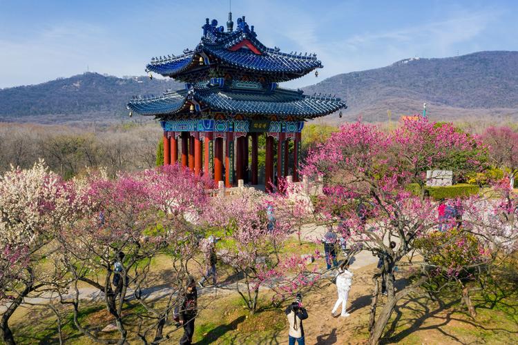 南京钟山风景区有序开放 确保游人赏花安全