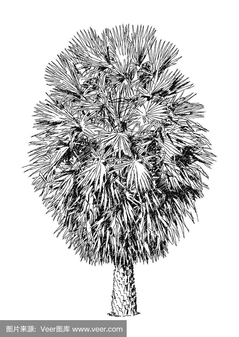 手绘的棕榈树插图.树的素描,孤立