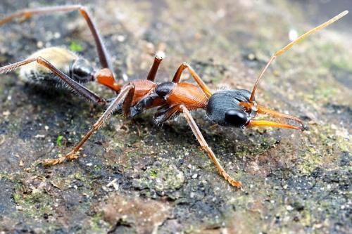 世界上最大的蚂蚁公牛蚁