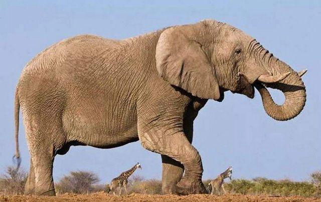 地球上5大重型动物