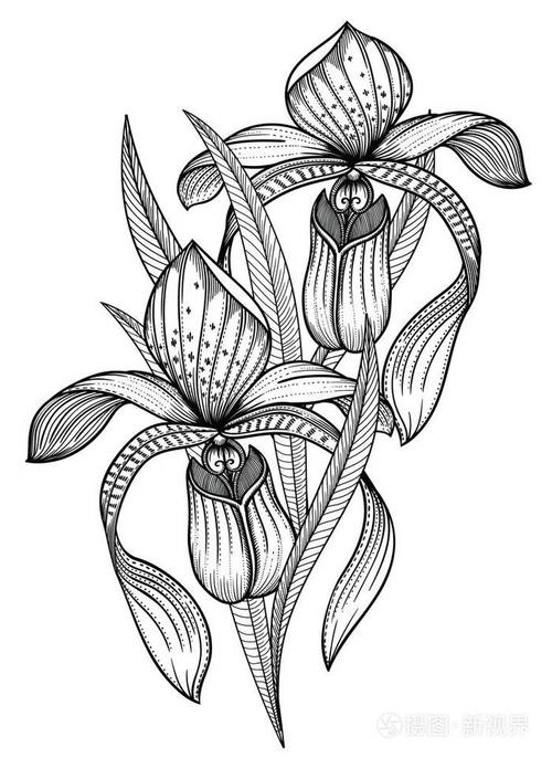 插画 动物,植物 花的矢量插图.详细的花卉在黑白素描风格.
