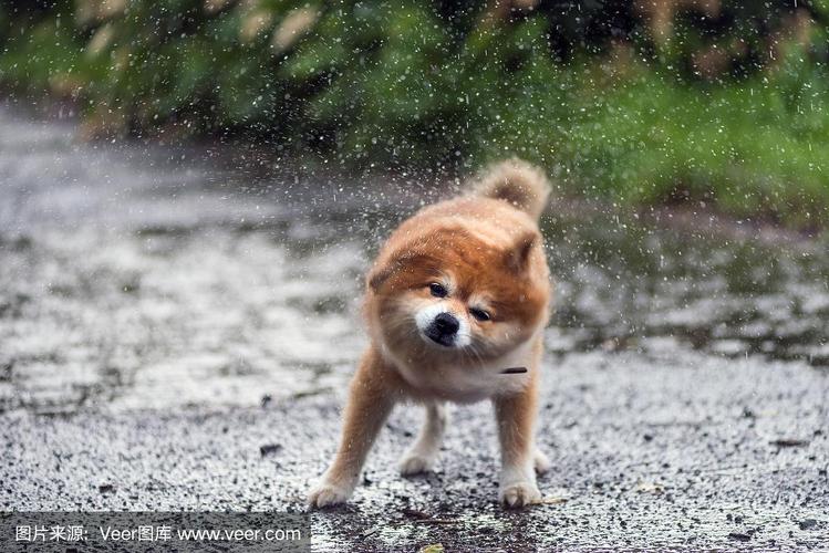 狗被雨淋湿了.公园里的湿狗