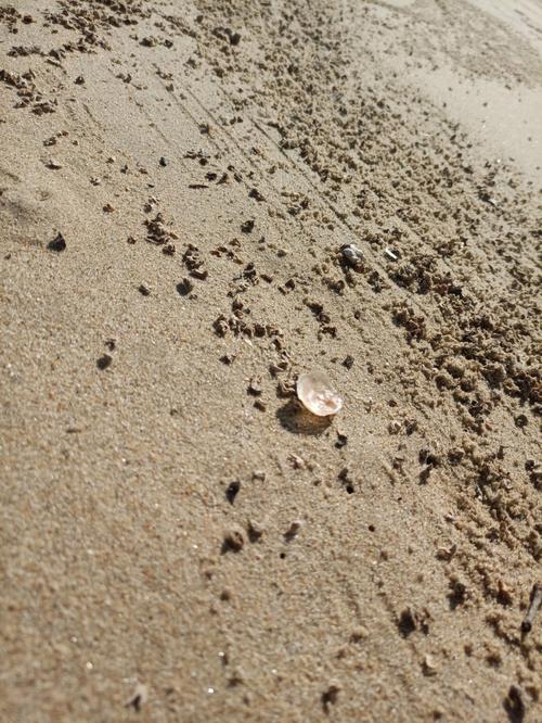 珠海哪个海边可以捡贝壳